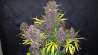 Bloody Skunk Autofloreciente (4) 